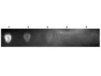 Dot Blot: Streptavidin Antibody [Texas Red] [NB120-7240]